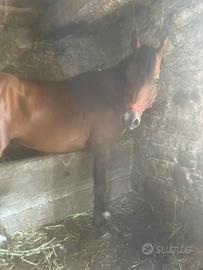 Cavallo arabo 5 anni