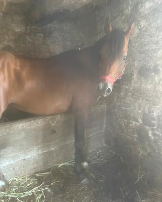 Cavallo arabo 5 anni