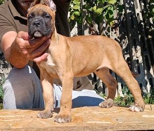 Cane corso