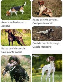 CANE DA CACCIA AL CONIGLIO