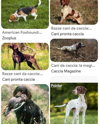 CANE DA CACCIA AL CONIGLIO