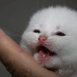 Gattini di pura Razza British Shorthair