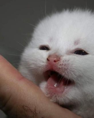 Gattini di pura Razza British Shorthair