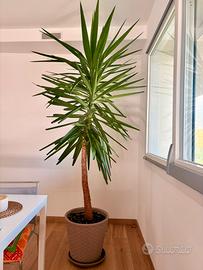 Yucca stupenda alta 2,7metri con vaso