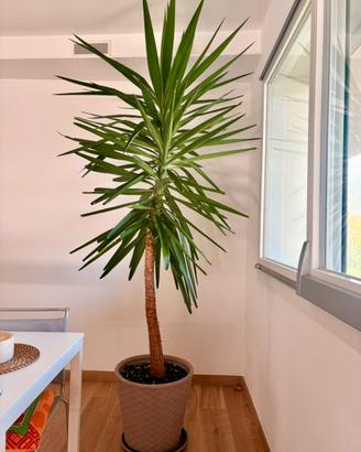 Yucca stupenda alta 2,7metri con vaso