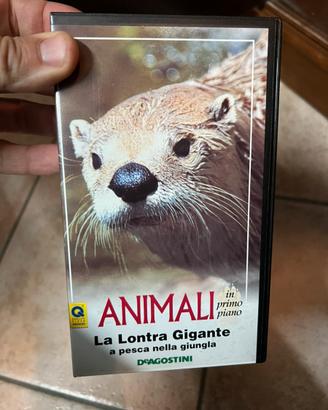 Animali in primo piano VHS