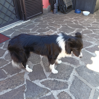 Border Collie Maschio per Accoppiamento