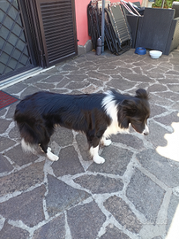 Border Collie Maschio per Accoppiamento