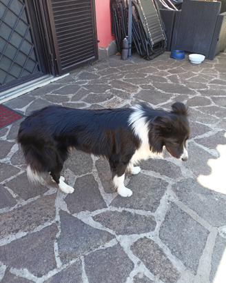 Border Collie Maschio per Accoppiamento