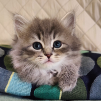 Gattina Siberiana purissima con pedigree