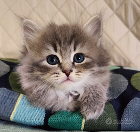 Gattina Siberiana purissima con pedigree