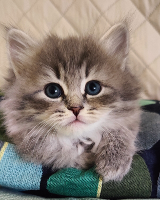 Gattina Siberiana purissima con pedigree