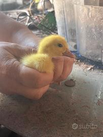 Animali, papere