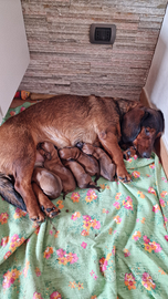 Alpenlaendische Dachsbracke