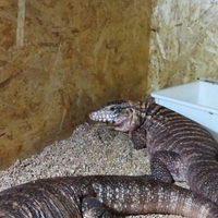 Tegu rosso