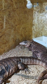 Tegu rosso