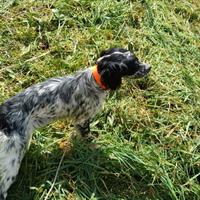 Setter inglese
