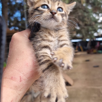 Gatti e gattini tigrati