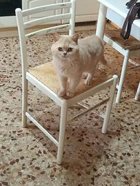 British shorthair