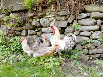 Galline legbar