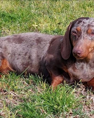 Bassotto nano arlecchino femmina