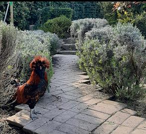 Gallo di razza Padovana