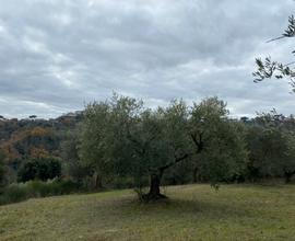 Terreno uliveto parco attrezzato