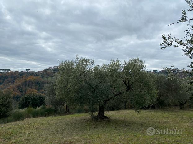 Terreno uliveto parco attrezzato