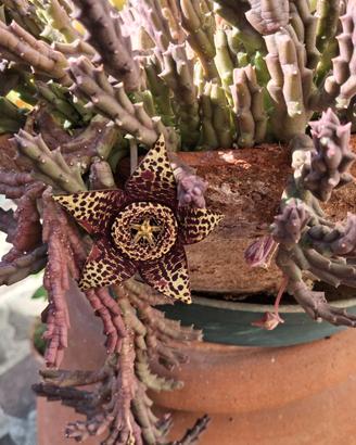 Pianta grassa con fiori stellati