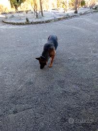 Fattrice pastore tedesco gravida