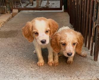 Cuccioli di Epagneul Breton disponibili