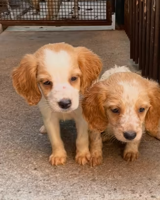 Cuccioli di Epagneul Breton disponibili