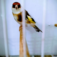 Cardellini tushi piccoli, favati e sciarpati