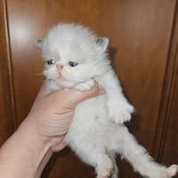 Gatto persiano maschio