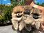 Immagine 6