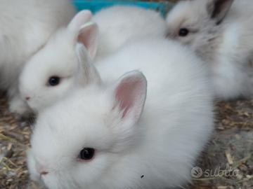 Coniglietto nano testa di leone