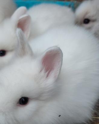 Coniglietto nano testa di leone