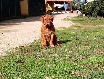 Dogue de bordeaux 