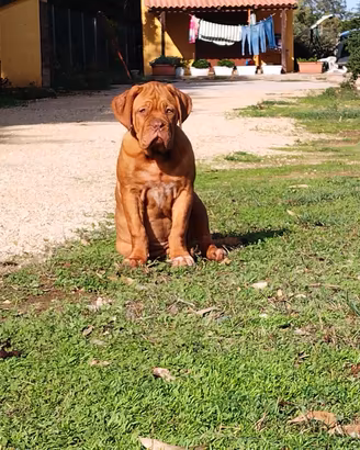 Dogue de bordeaux 