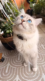 Maschio Ragdoll disponibile per la monta