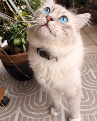 Maschio Ragdoll disponibile per la monta