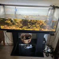 Acquario marino con pesci pagliaccio avviato