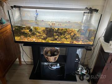 Acquario marino con pesci pagliaccio avviato