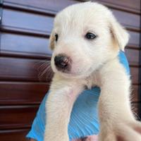 Adozione Chase cucciolo bianco tg medio-grande