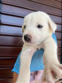 Adozione Chase cucciolo bianco tg medio-grande