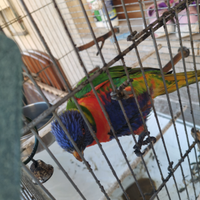 Pappagallo lori arcobaleno