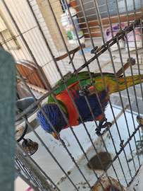 Pappagallo lori arcobaleno