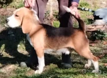 Beagle
