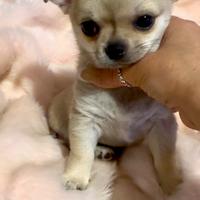 Chihuahua femminuccia pedigree ENCI -