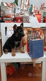 Cucciolo pastore tedesco